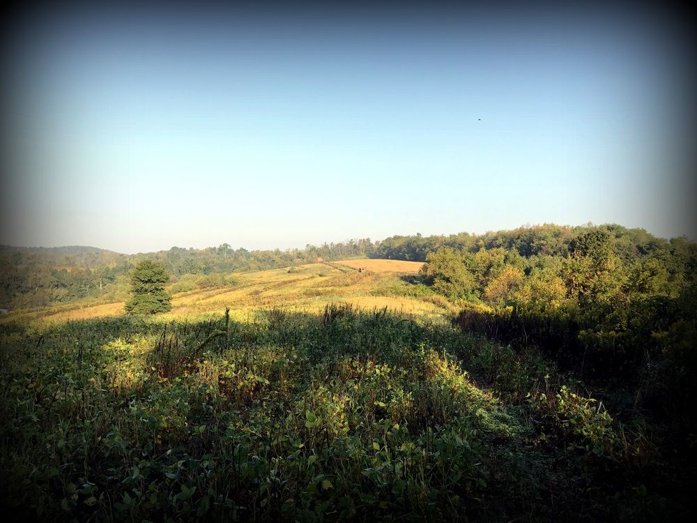 ±87 Acres Land: Route 519, North Strabane, PA 15317